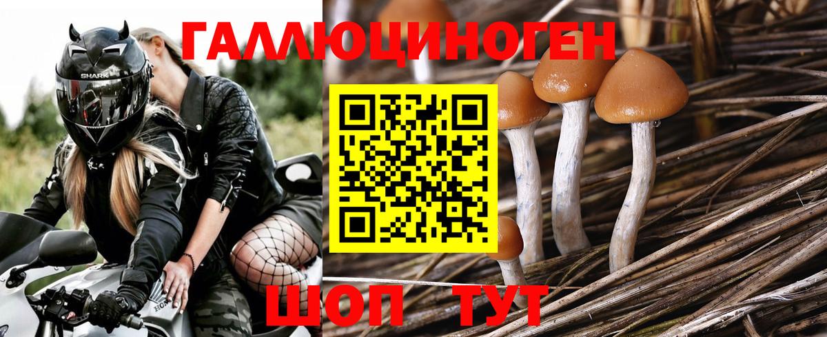Шелехов  Псилоцибиновые грибы MAGIC MUSHROOMS  Вход с VPN  Галлюциногенные грибы мицелий 